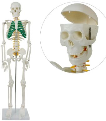 MD5387 ESQUELO MODELO APRENDIZAJE CON NERVIOS ESPINALES 87