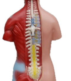 MD6513 TORSO MODELO MASCULINO 45 DESMONTABLE EN 13 PIEZAS (02)