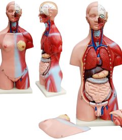 MD6523 TORSO MODELO MASCULINO Y FEMENINO 45 DESMONTABLE EN 23 PIEZAS (01)