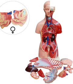 MD6523 TORSO MODELO MASCULINO Y FEMENINO 45 DESMONTABLE EN 23 PIEZAS (02)