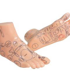 MD7220 REFLEXOLOGIA PIES IZQUIERDO Y DERECHO 20 (01)